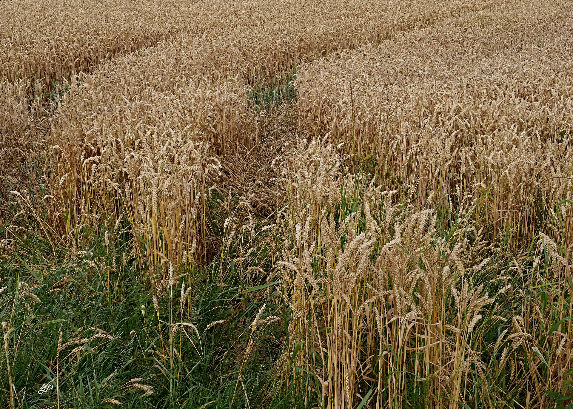 Spurenbild