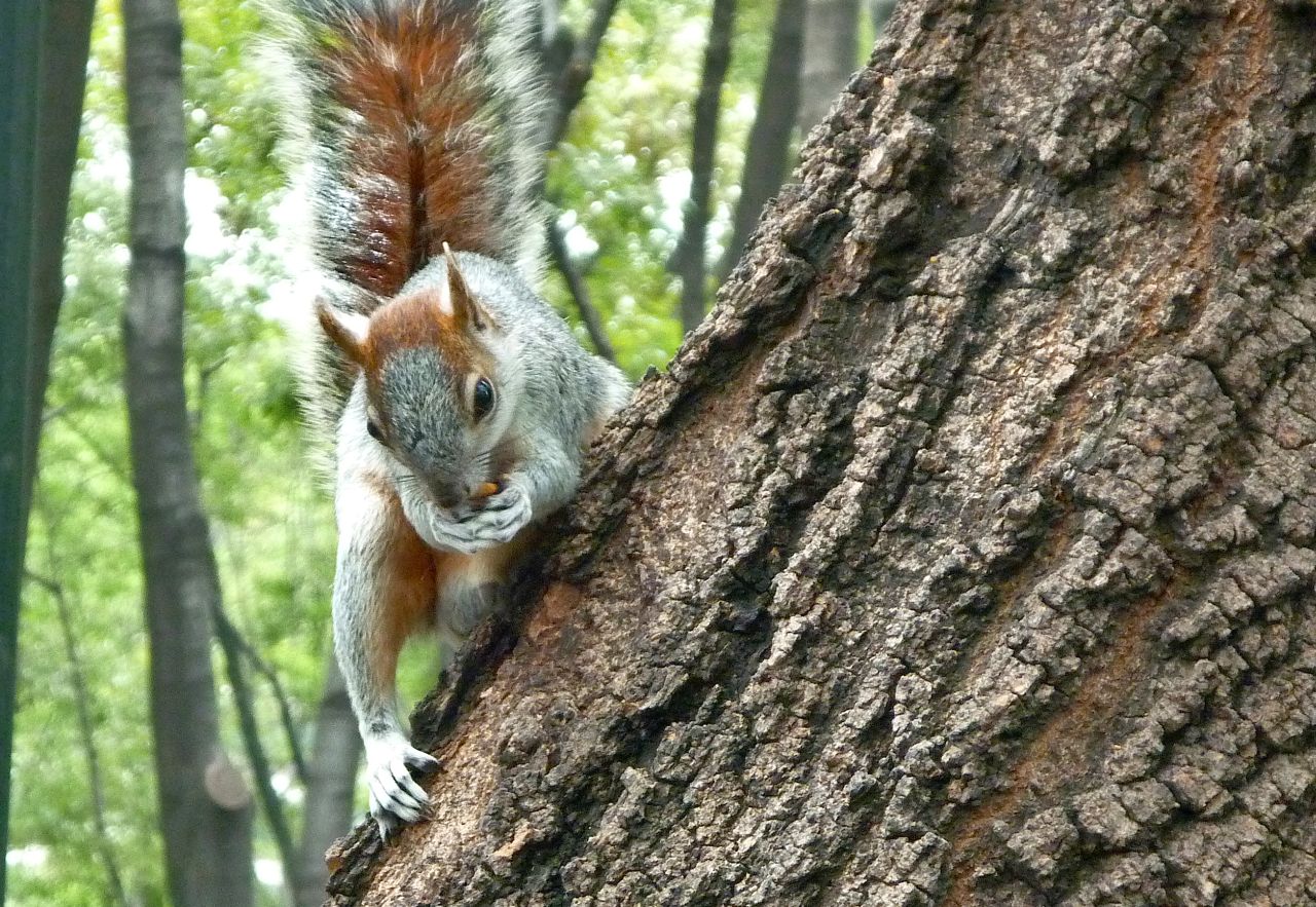 Squirrel