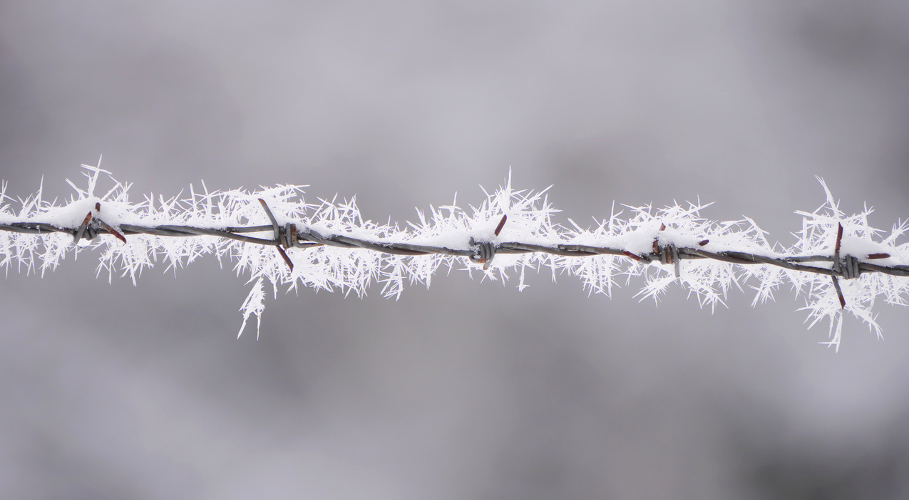 Stacheldraht im Winter.