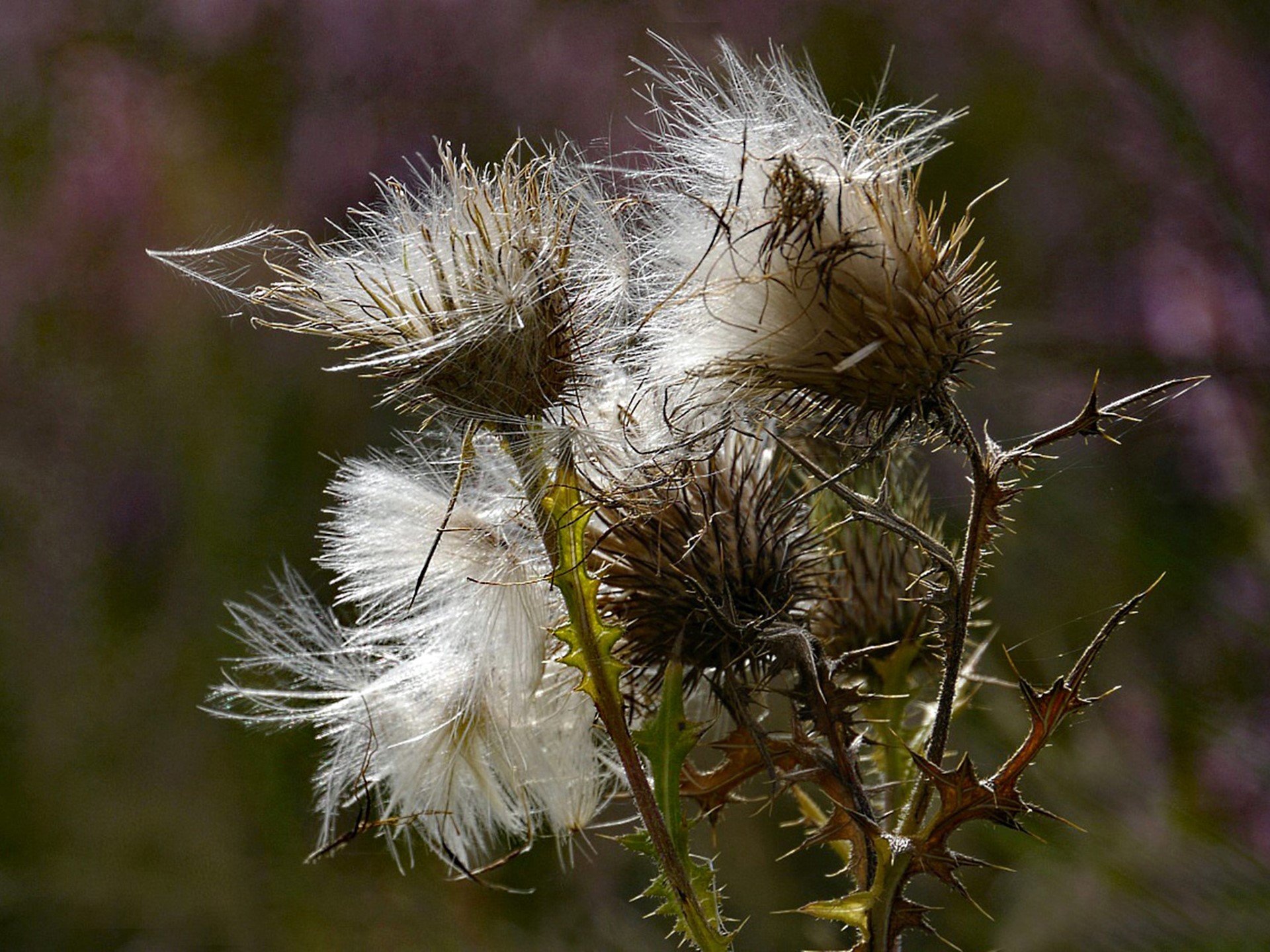 Stachelige Schönheit