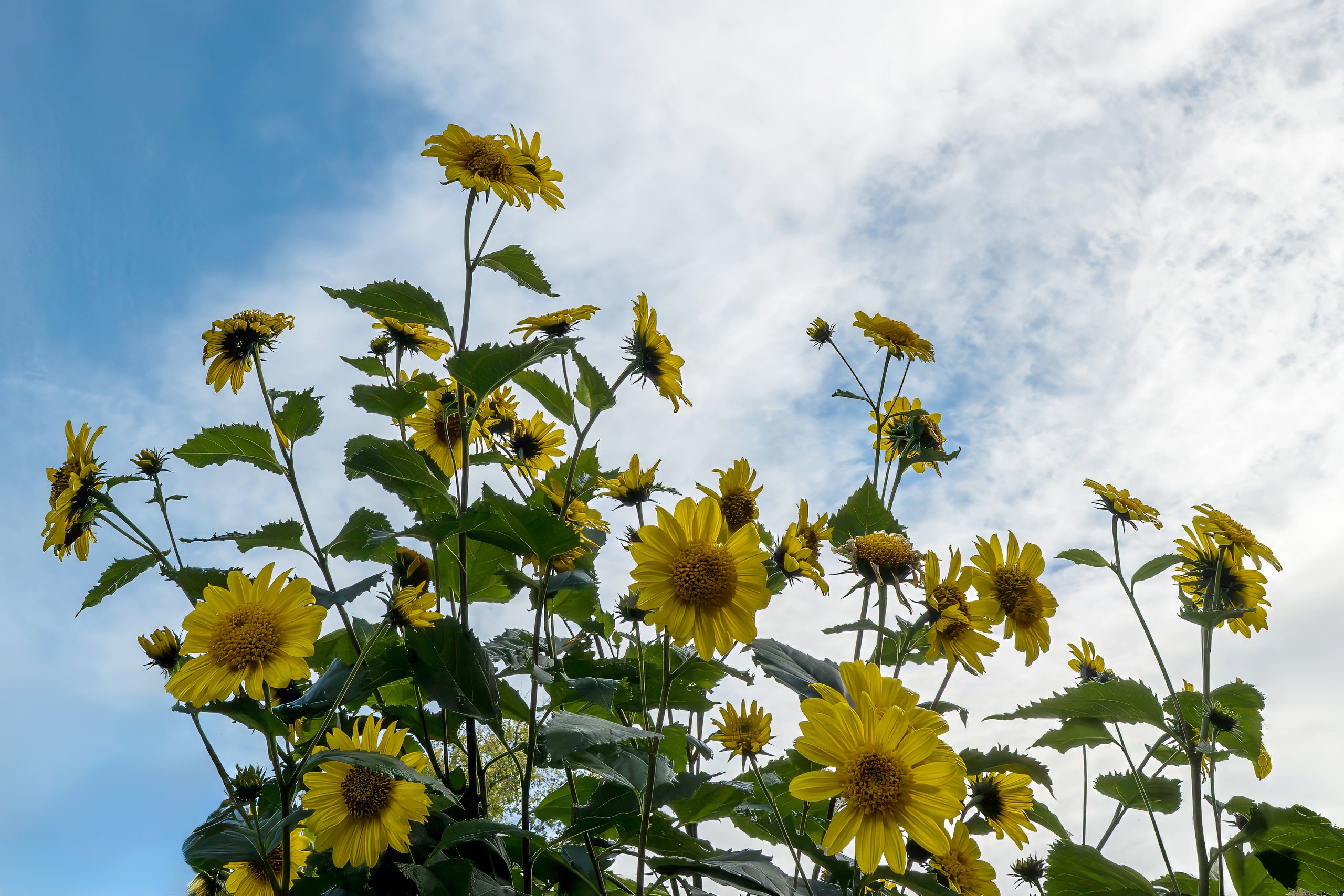 Stauden-Sonnenblume