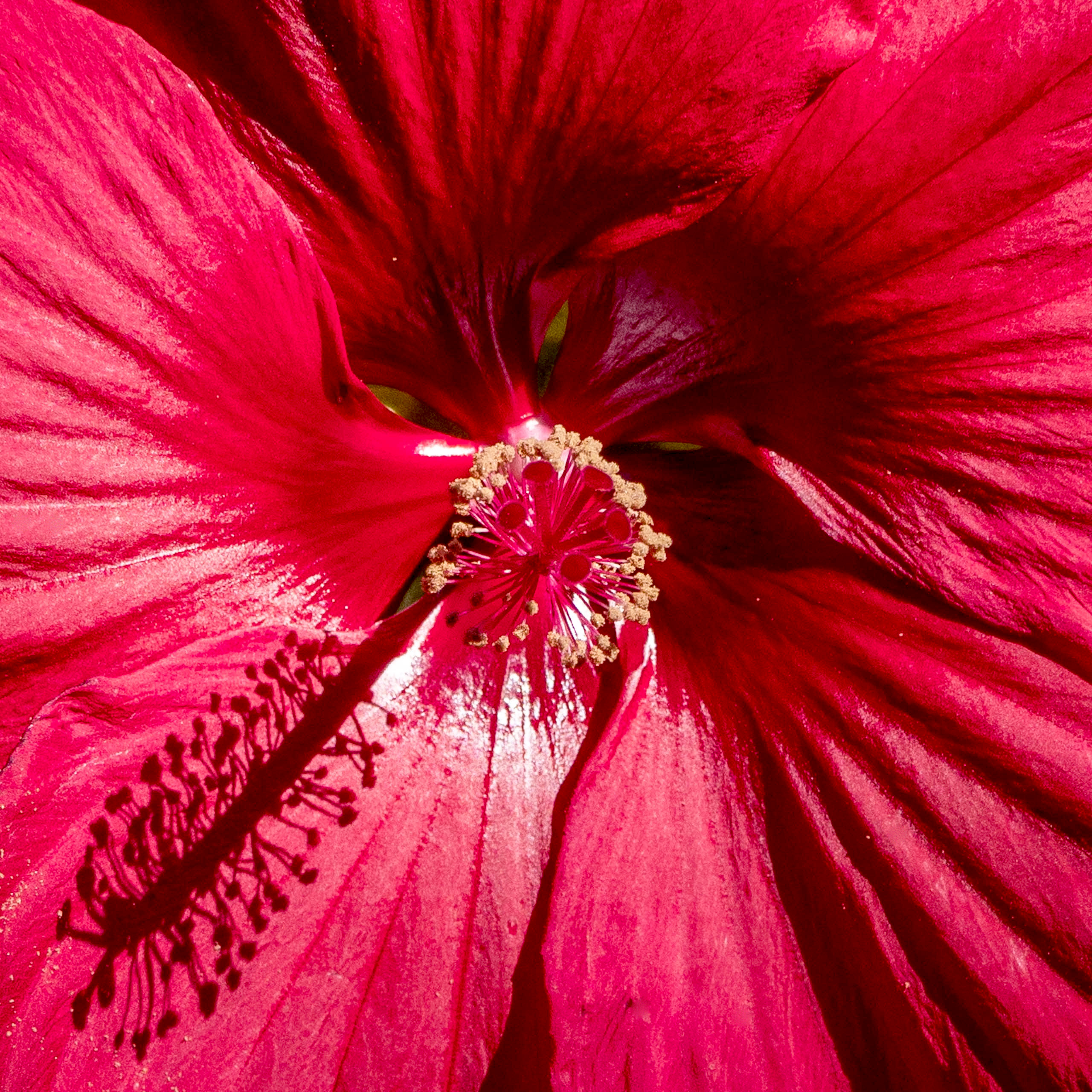 Staudenhibiskus
