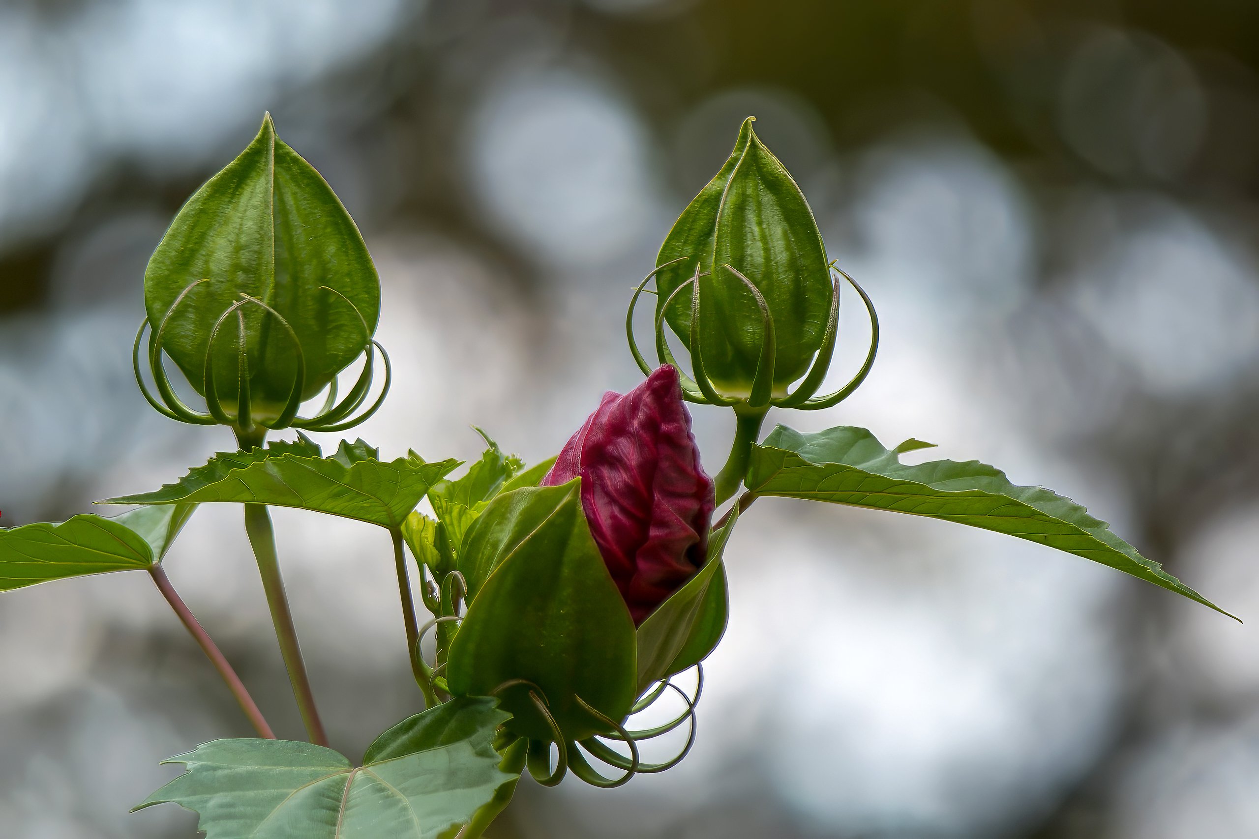 Staudenhibiskus