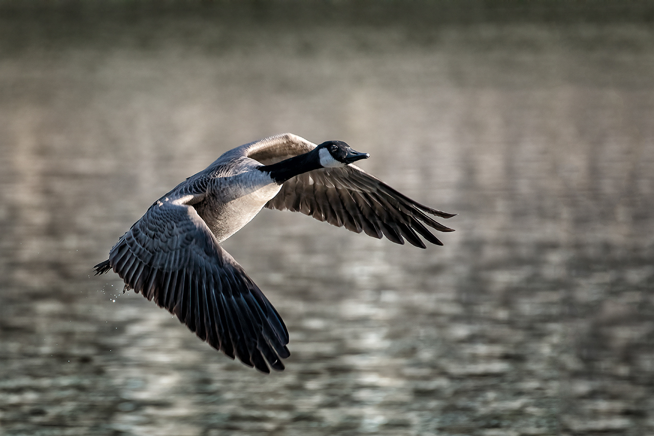 Steigflug