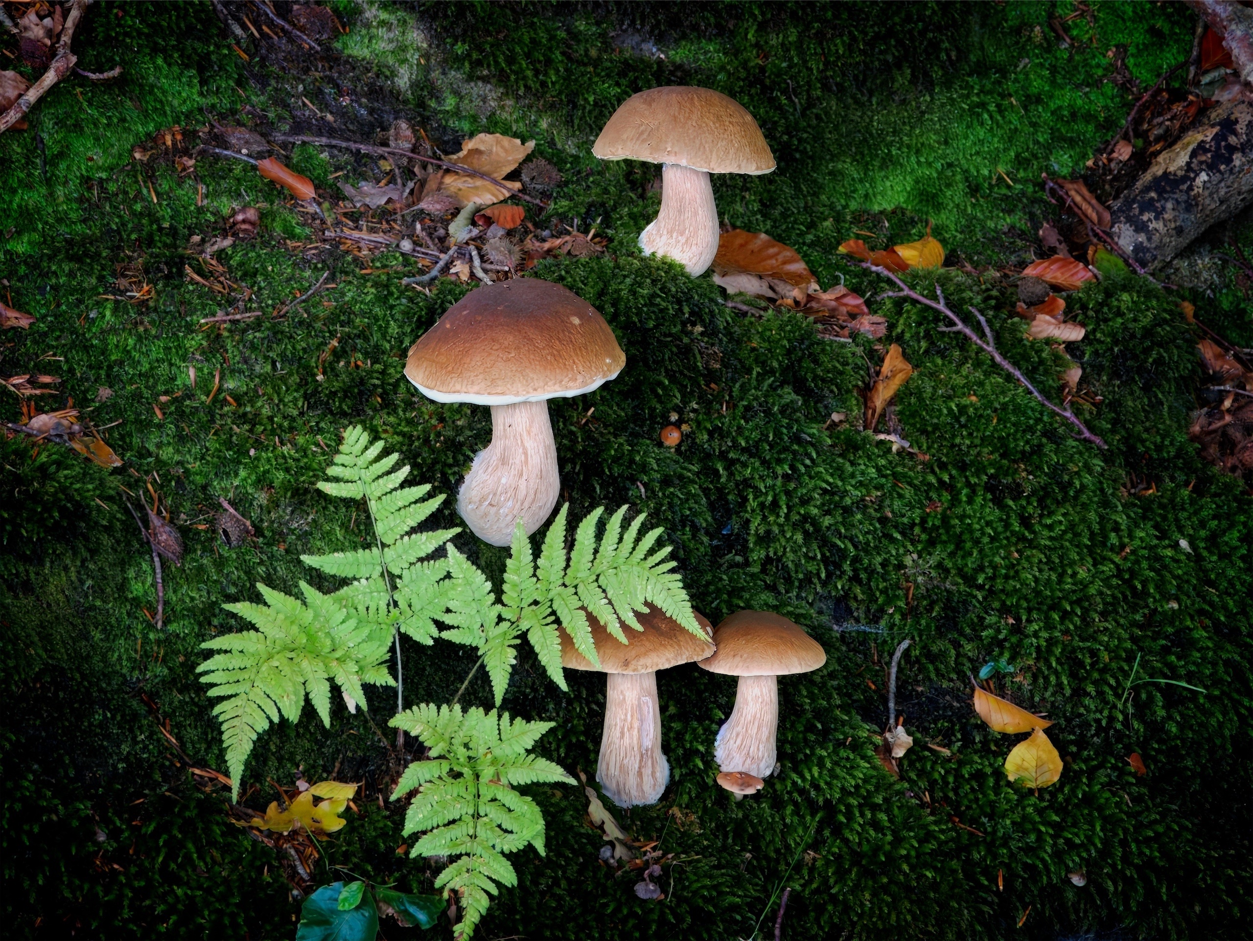 Steinpilze