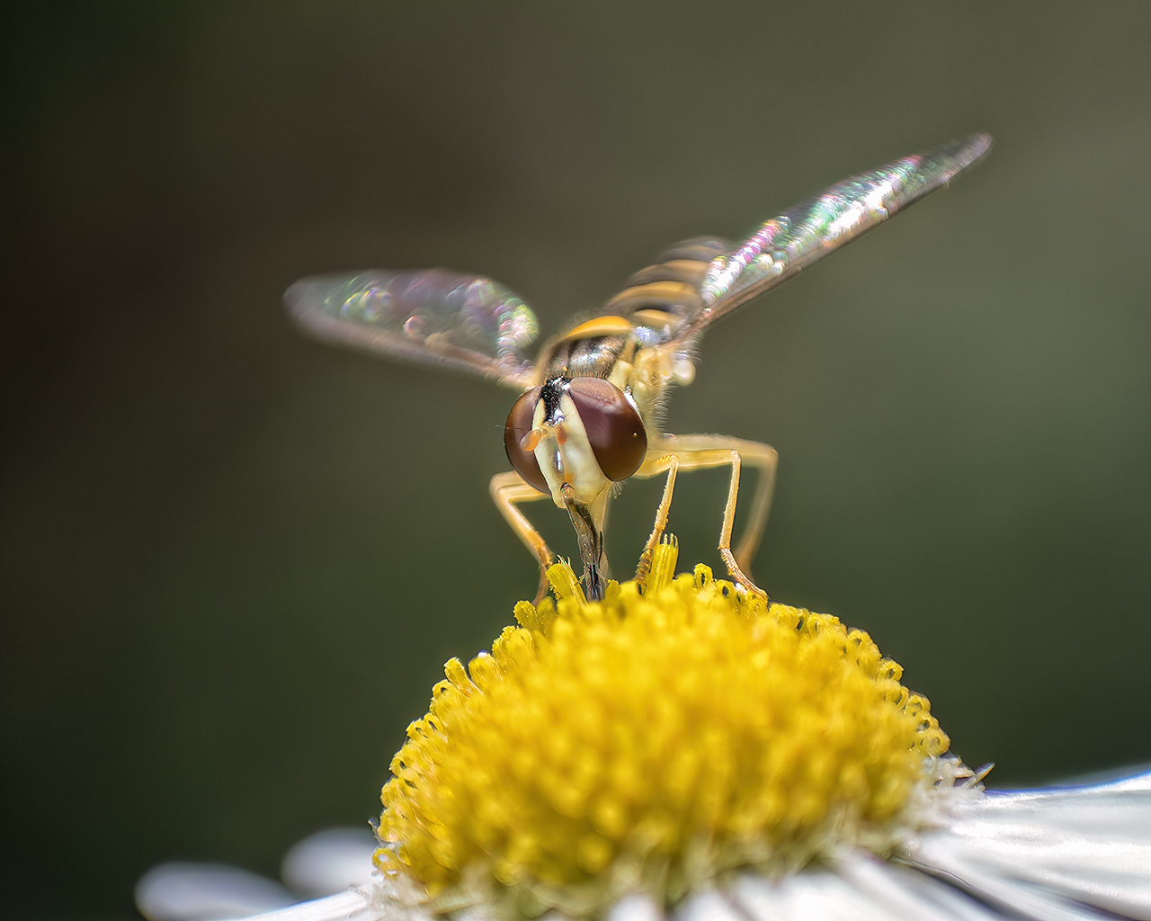 Stiftschwebfliege