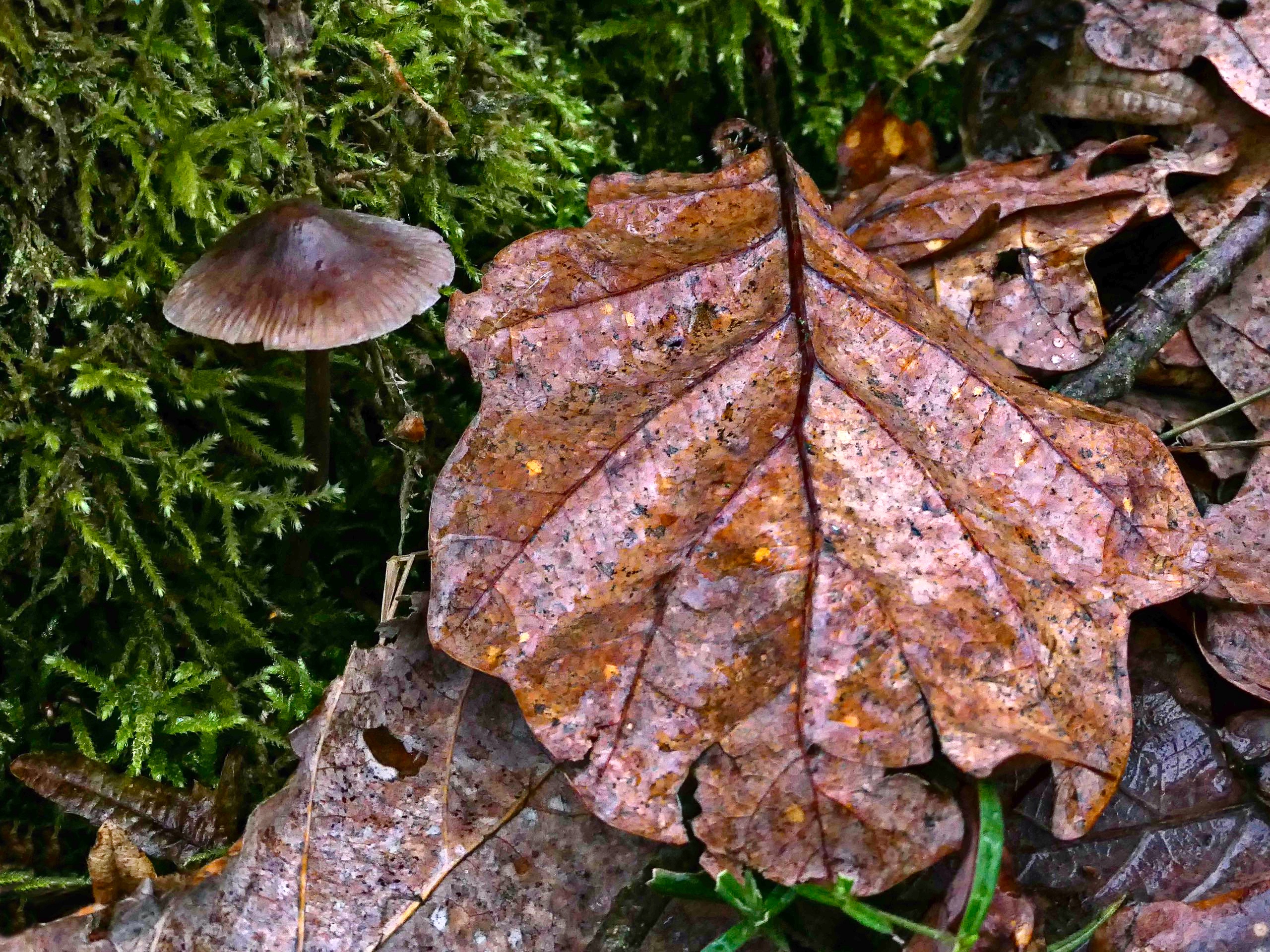 Stillleben im Wald