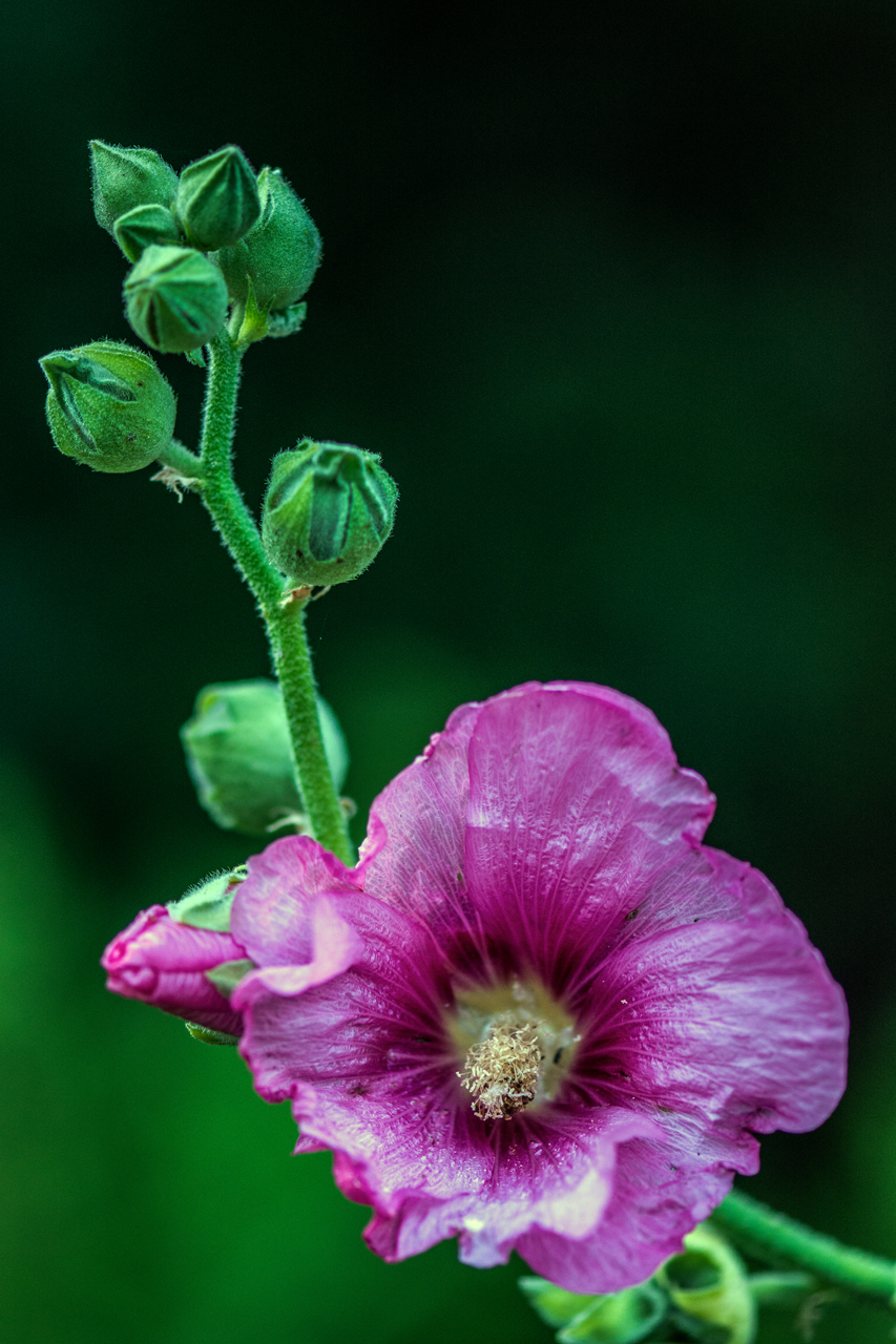 Stockrose