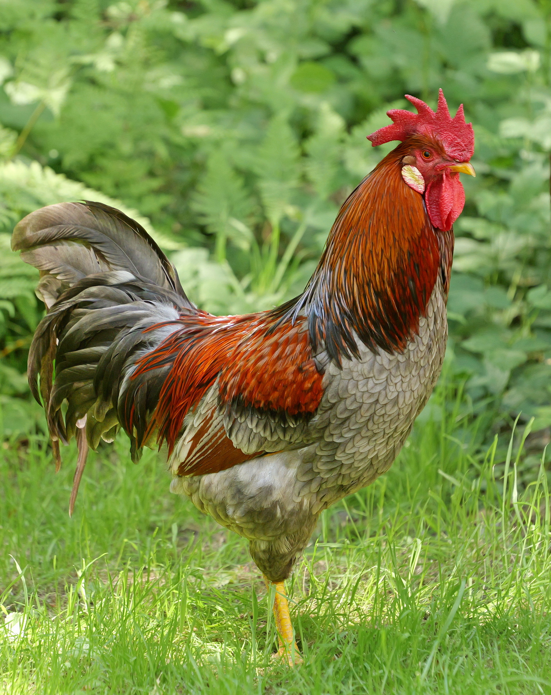 Stolzer Hahn.