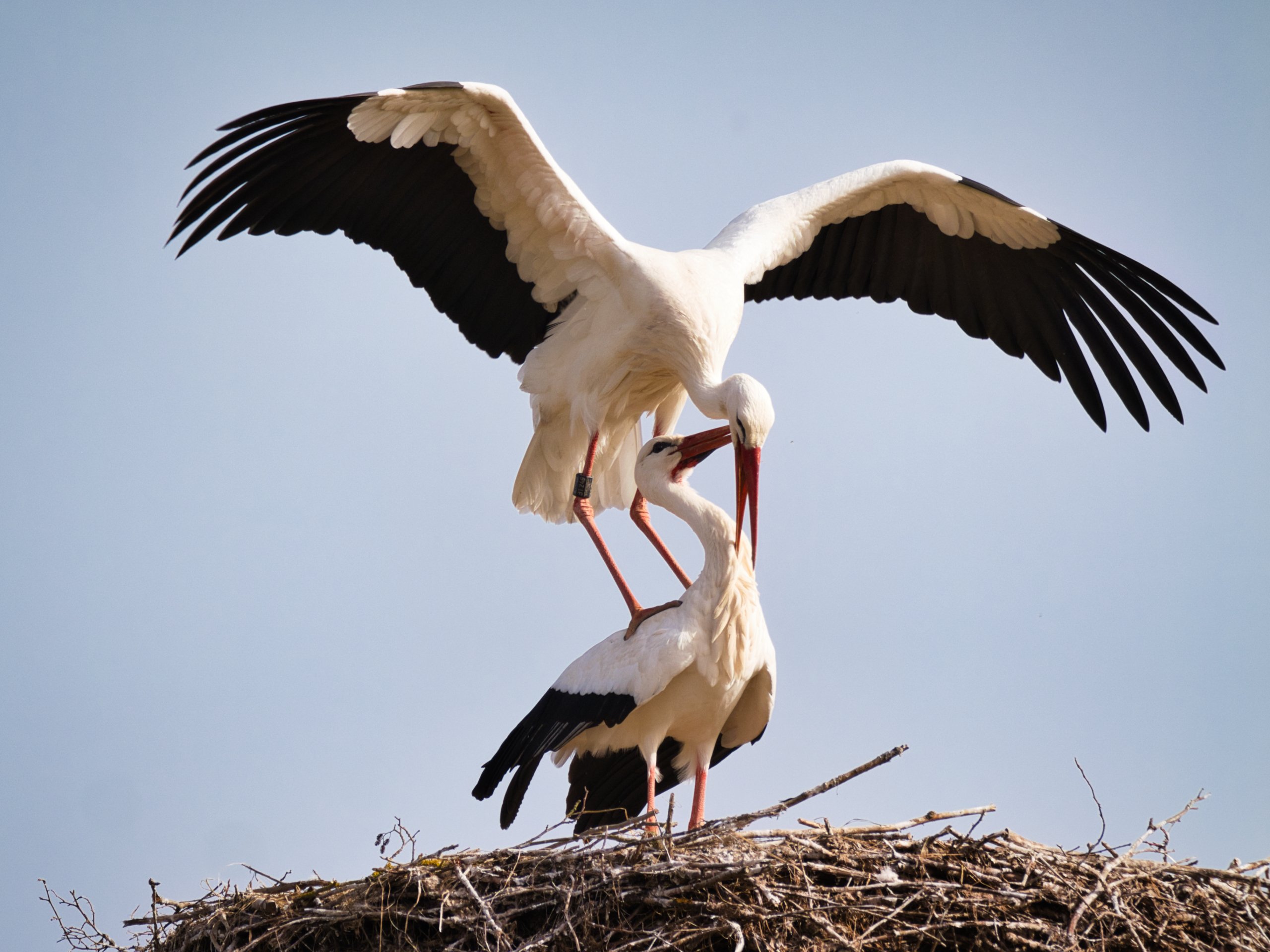 Storchenhochzeit
