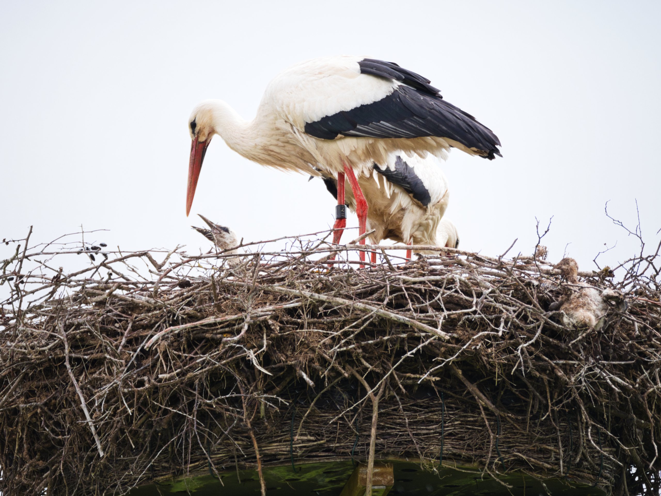 Storchennest