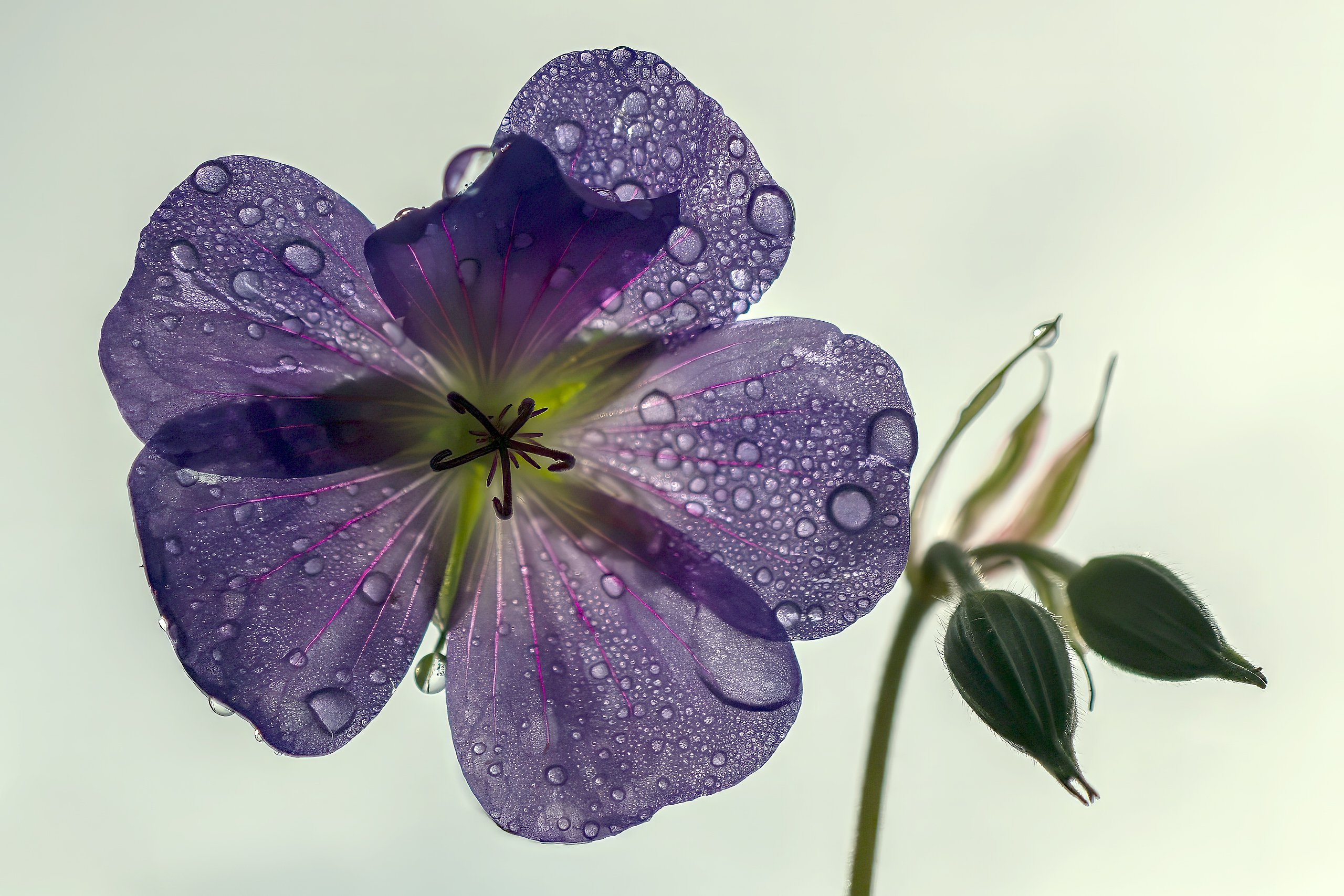 Storchschnabel-Blüte