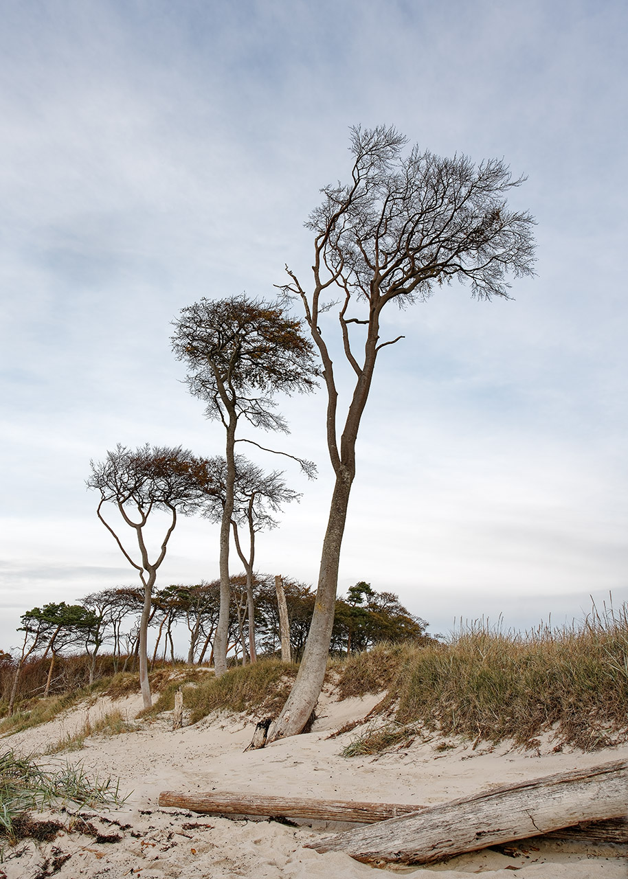 Strandbäume I
