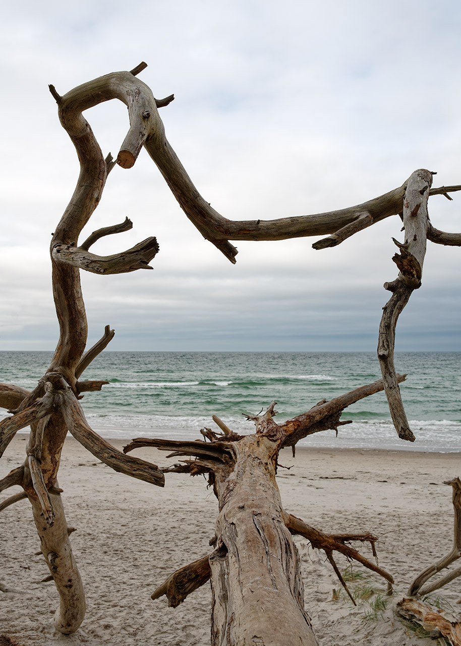 Strandbäume III