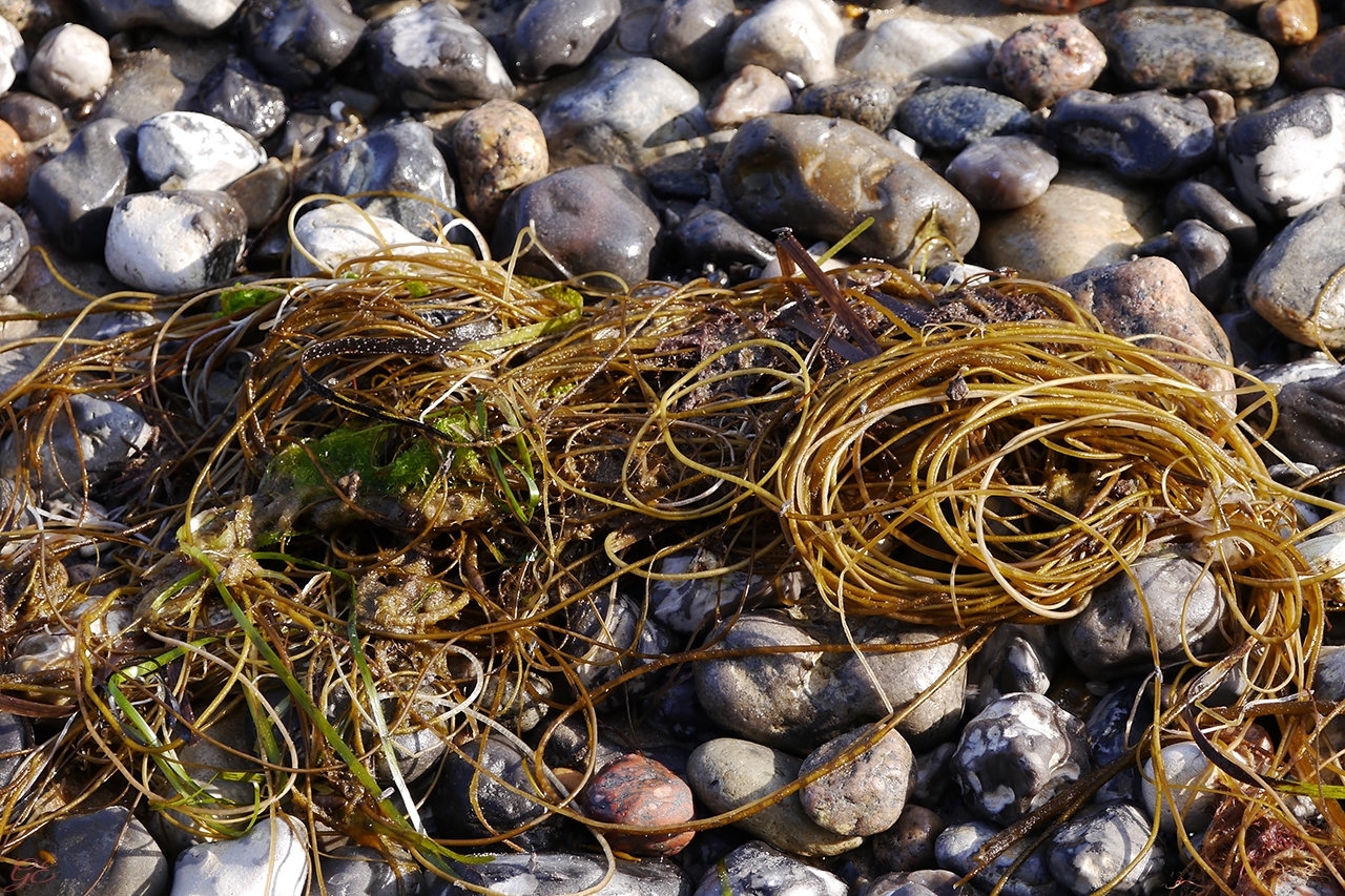 Strandspaghetti