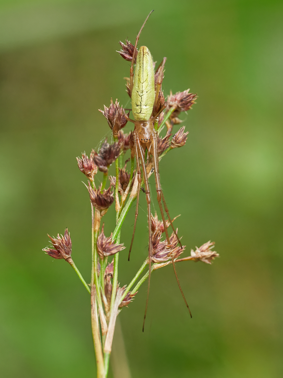 Streckerspinne