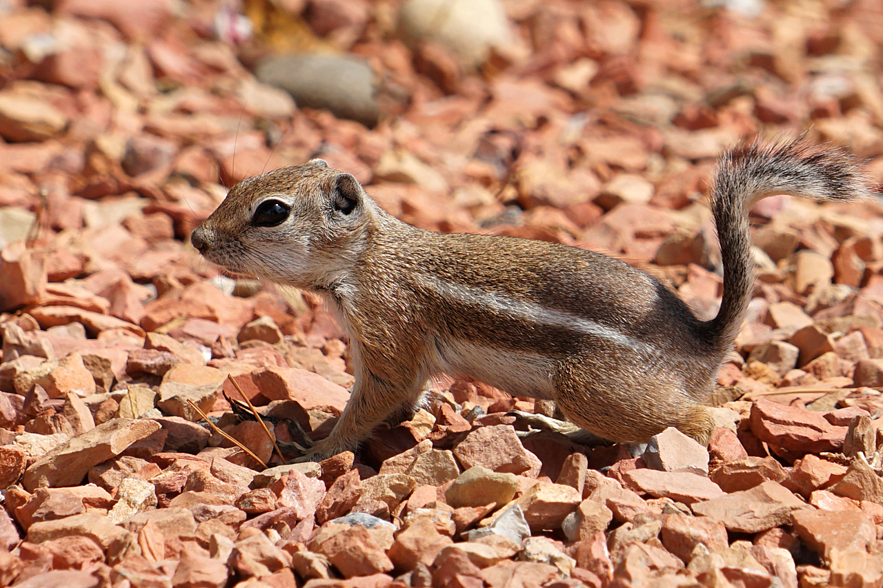 Streifenhörnchen