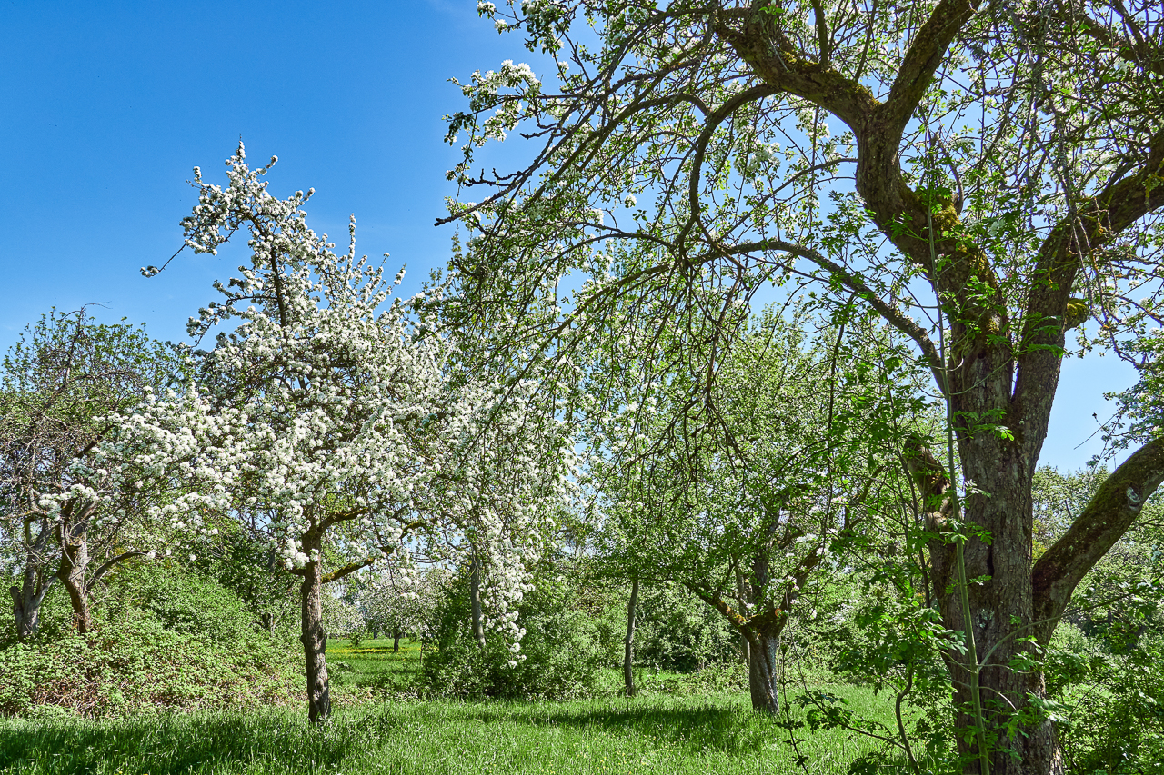 Streuobstwiese (I)