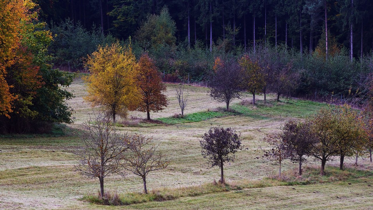 Streuobstwiese