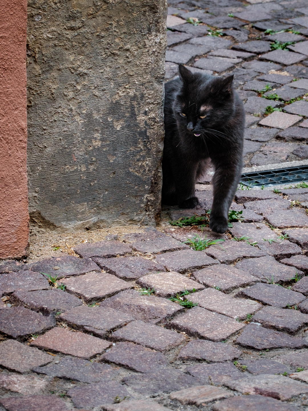 Stubentiger im Einsatz