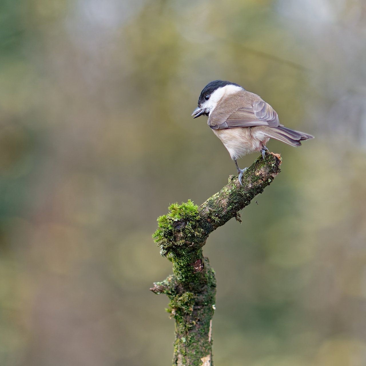 Sumpf-Nonnenmeise - was meint ihr??