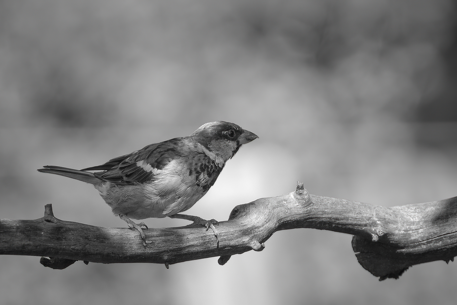 sw-Spatz