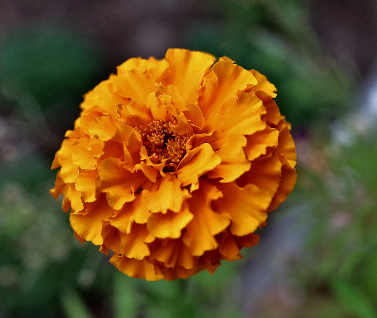Tagetes