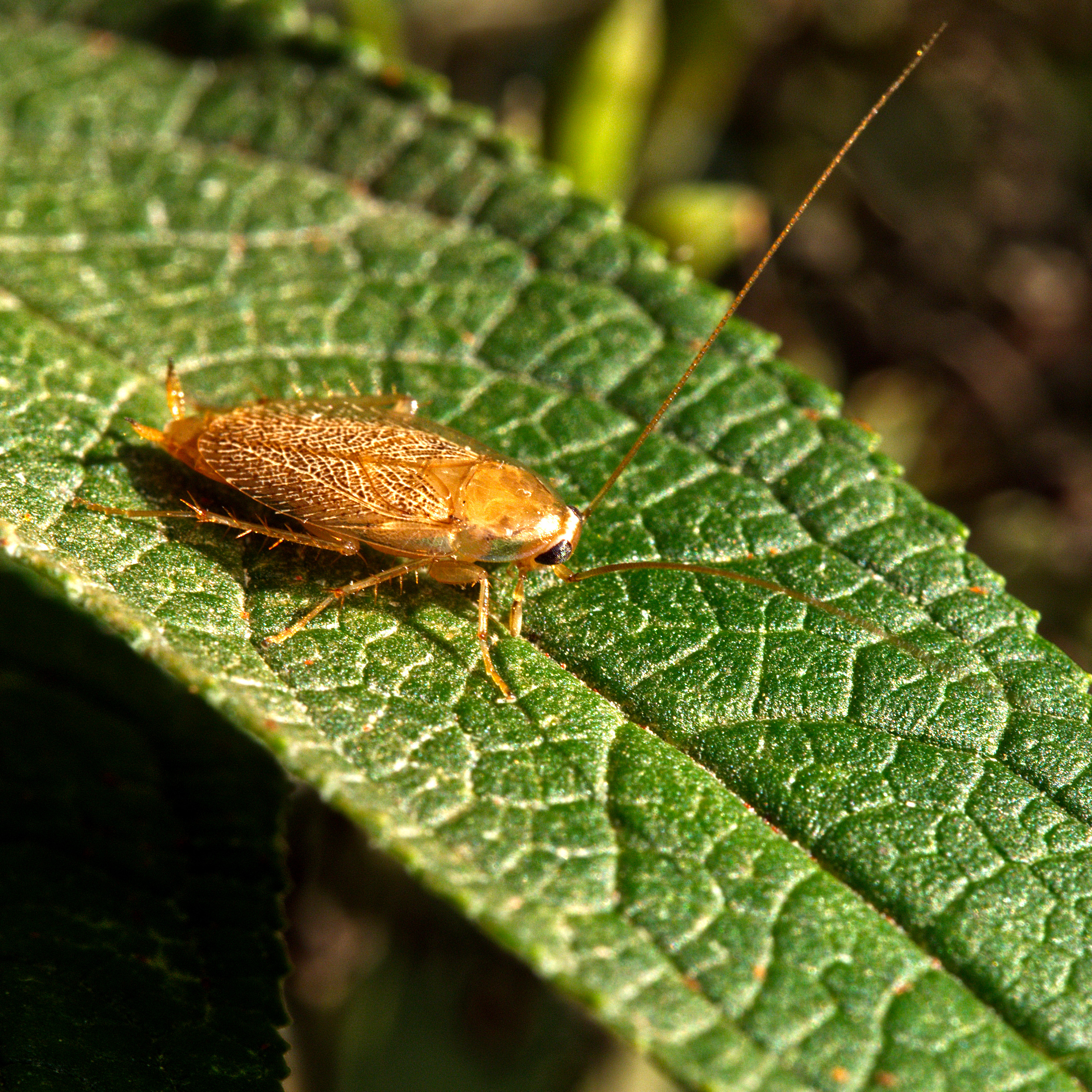 Tanger-Waldschabe (Planuncus tingitanus)