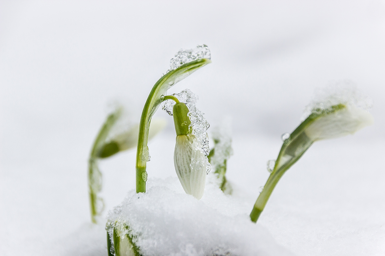 Tapfere Schneeglöckchen!