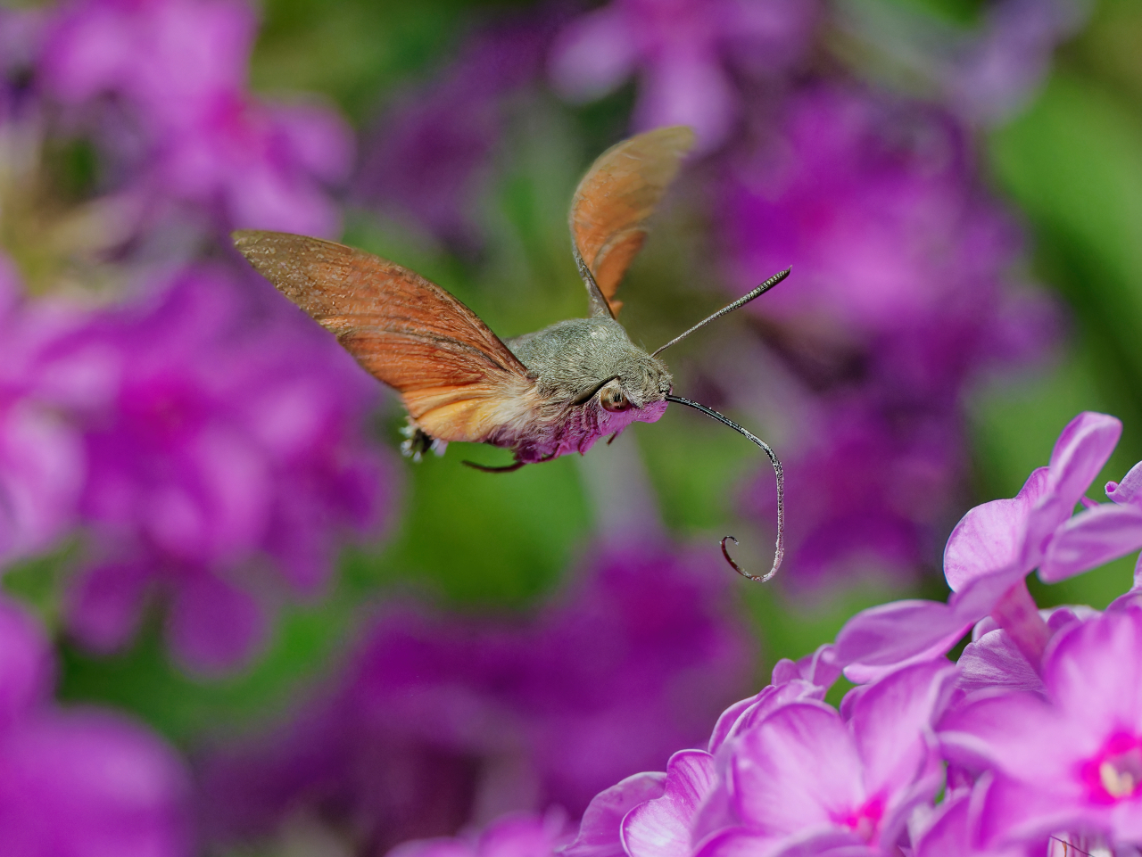 Taubenschwänzchen am Flox