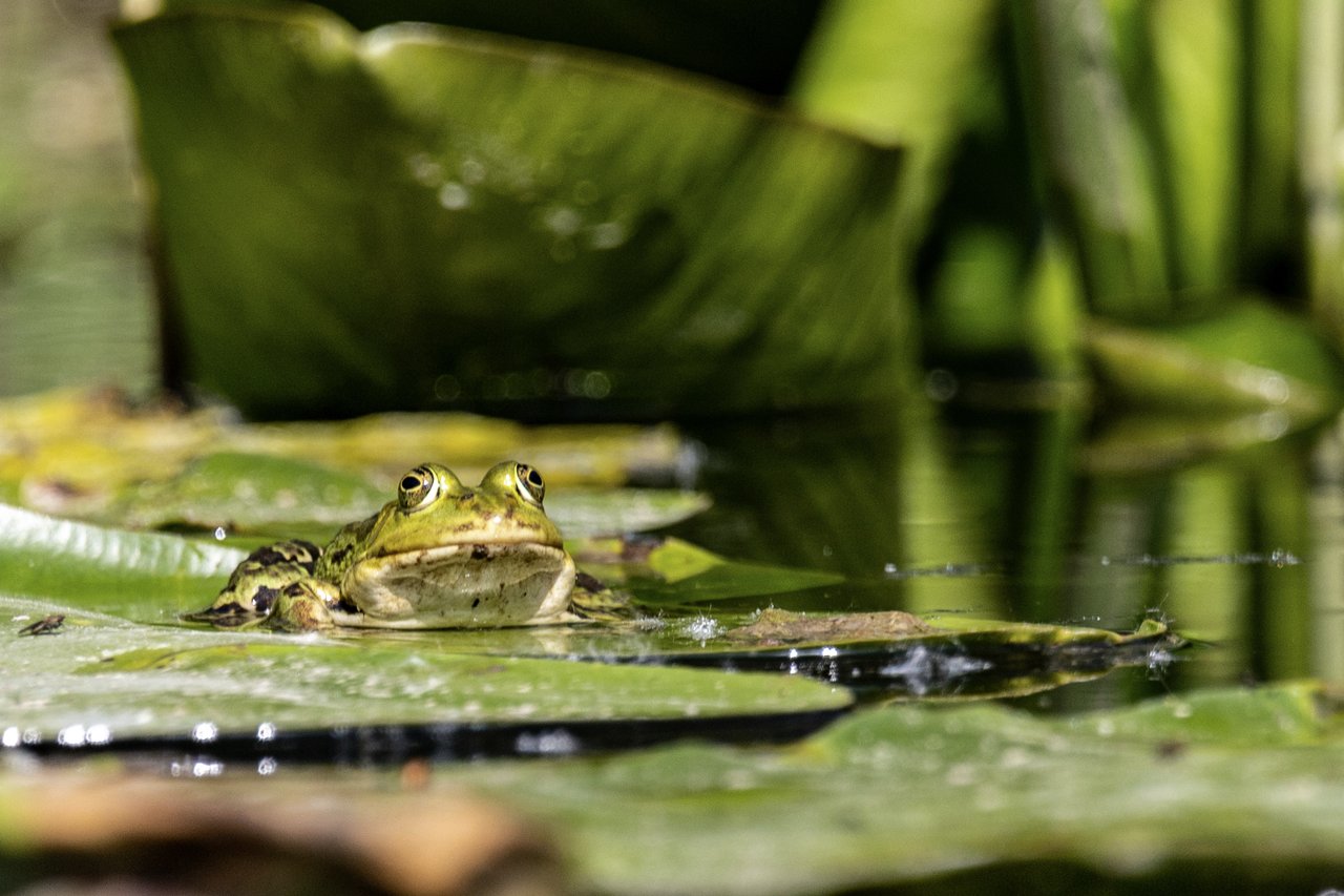 Teichfrosch