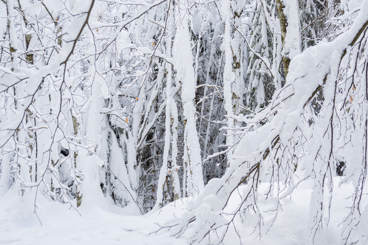 Tief im Winterwald