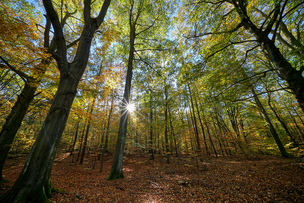 Tiefstehende Sonne