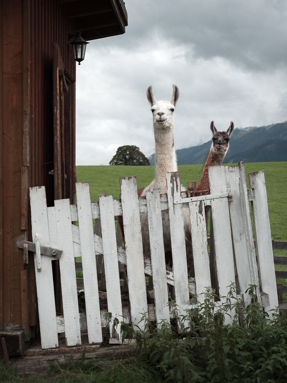 Tiere 3 - Neugierig