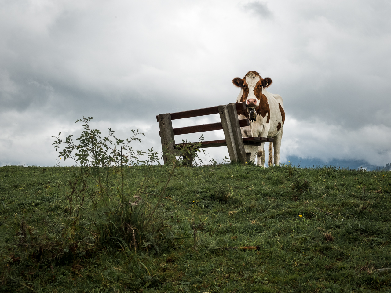 Tiere 4 - Besetzt