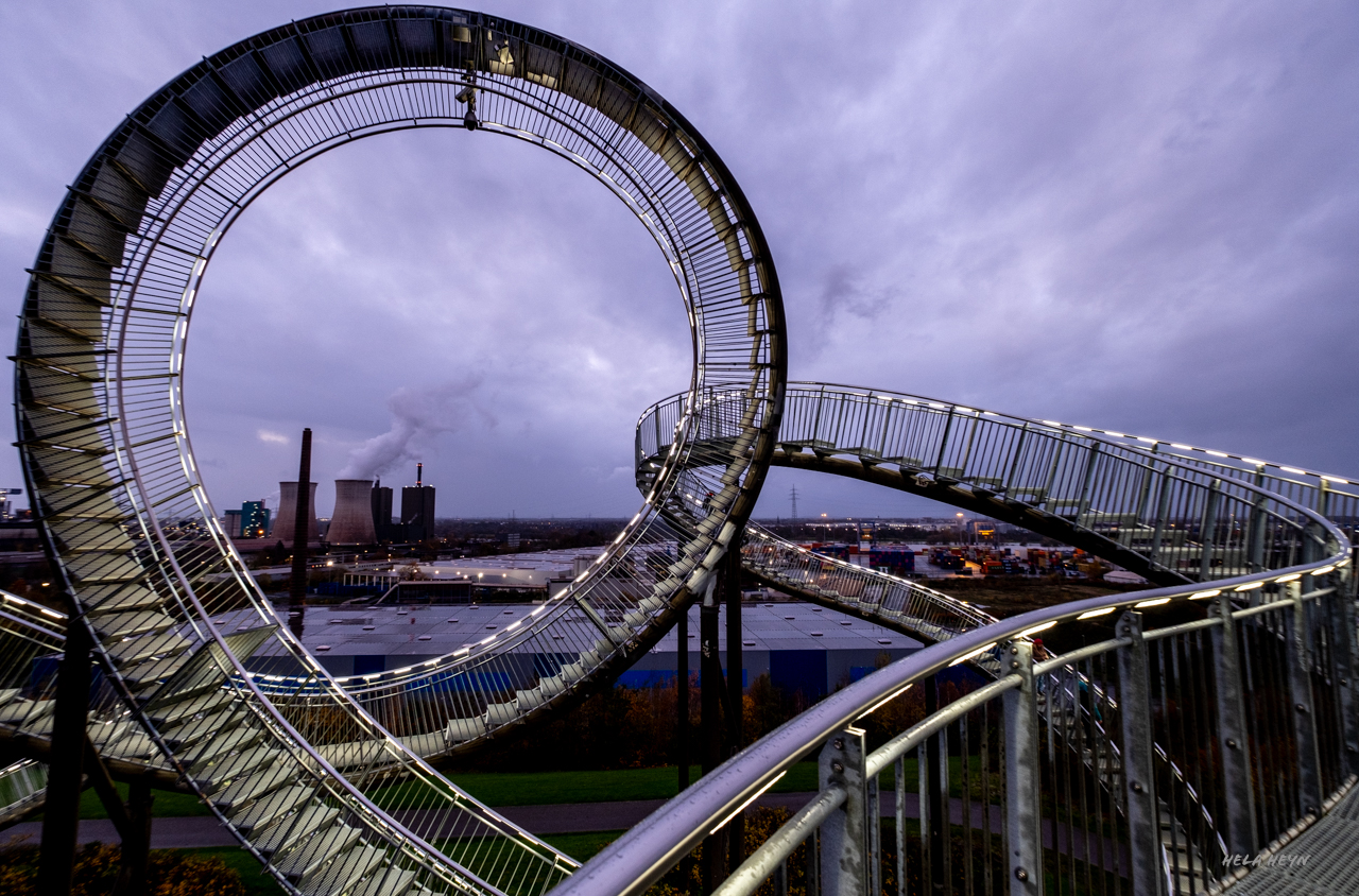 tiger and turtle