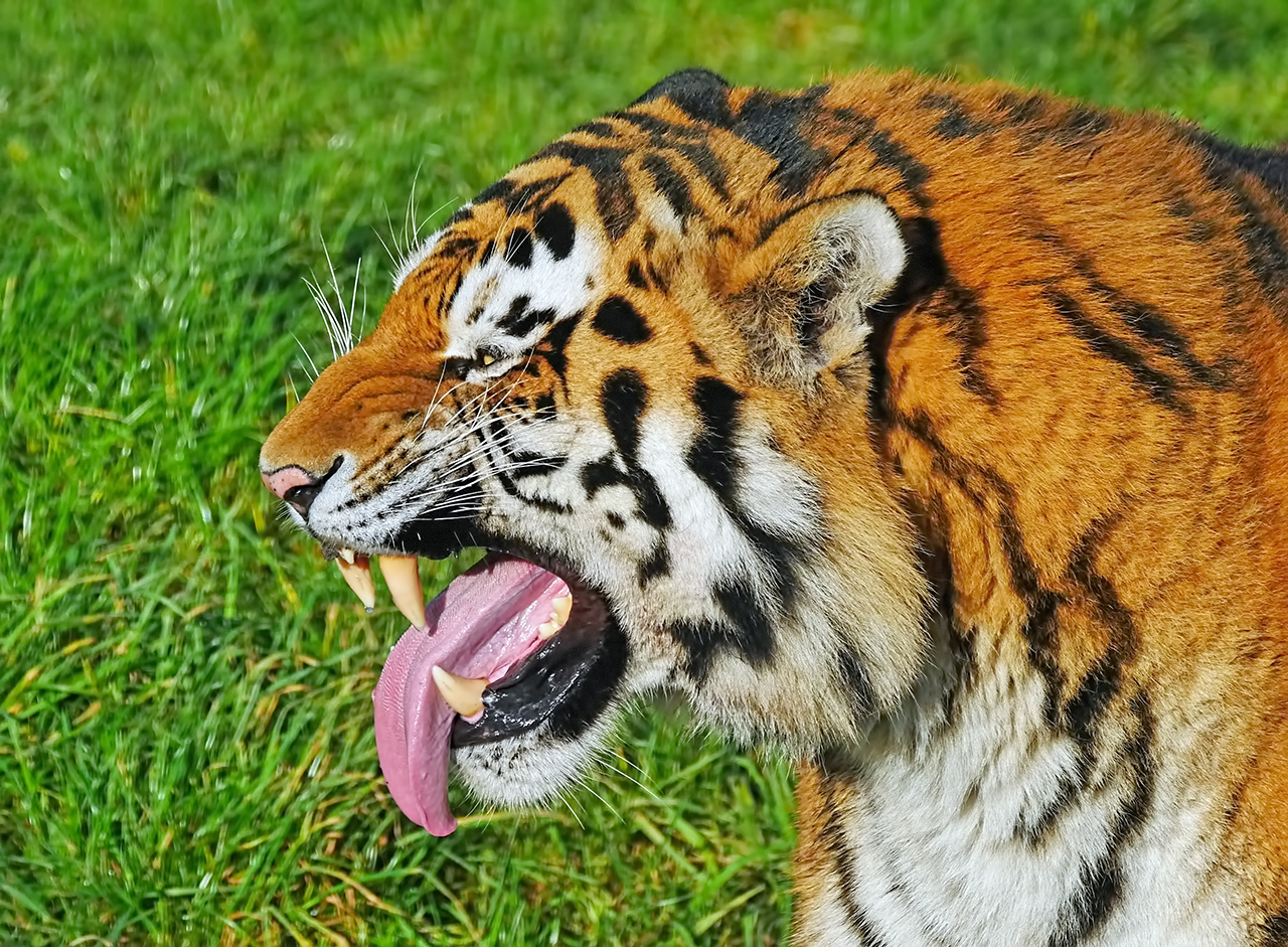 Tiger DP1.jpg
