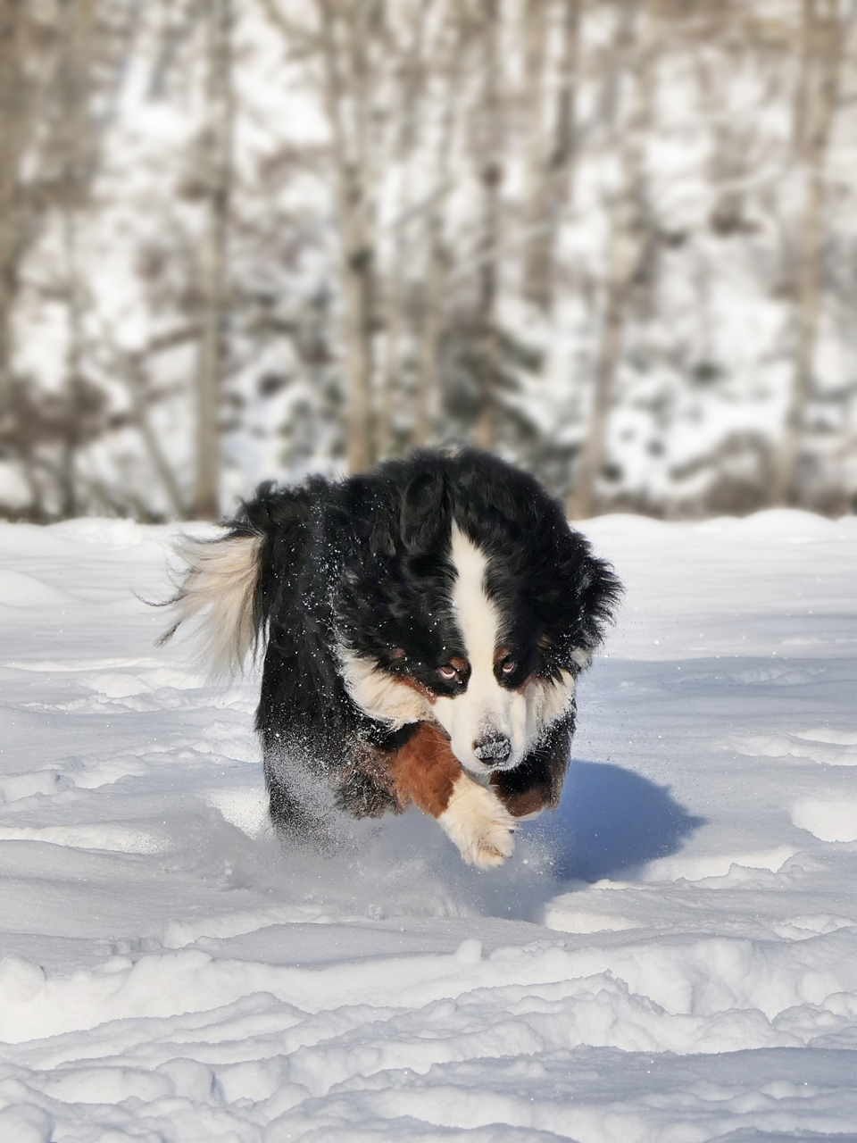 Toben im Schnee