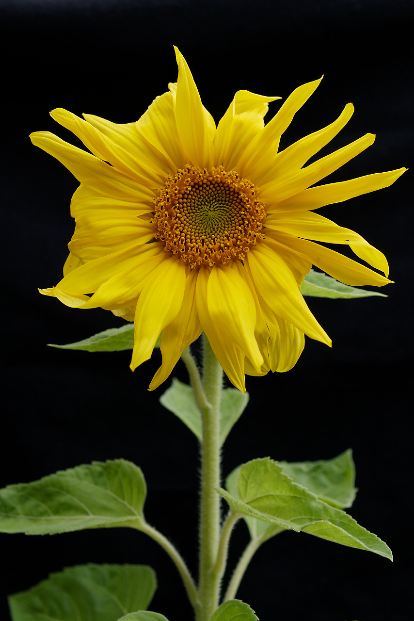 Tournesol