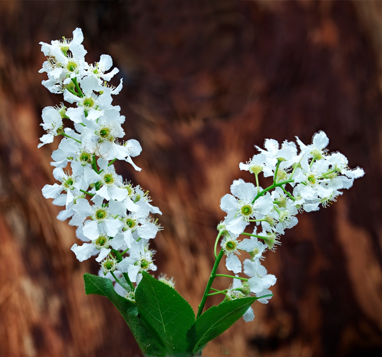 Traubenkirsche (Prunus Padus)