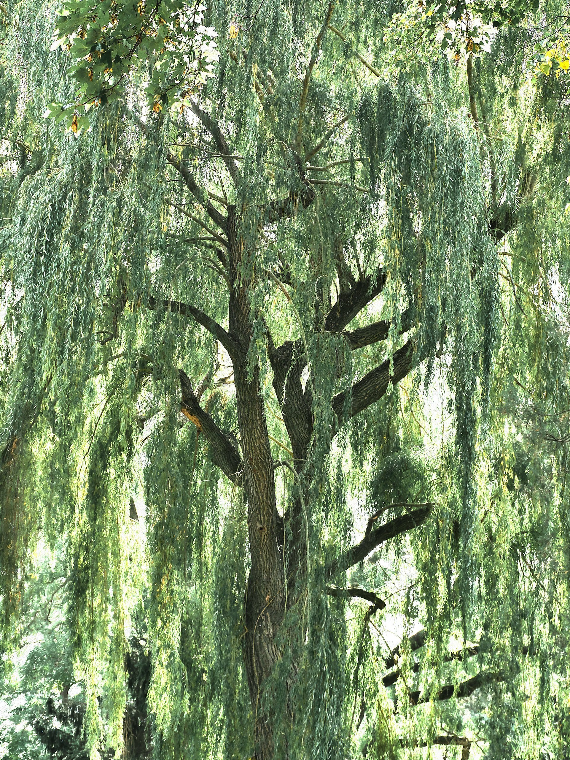 Trauerweide