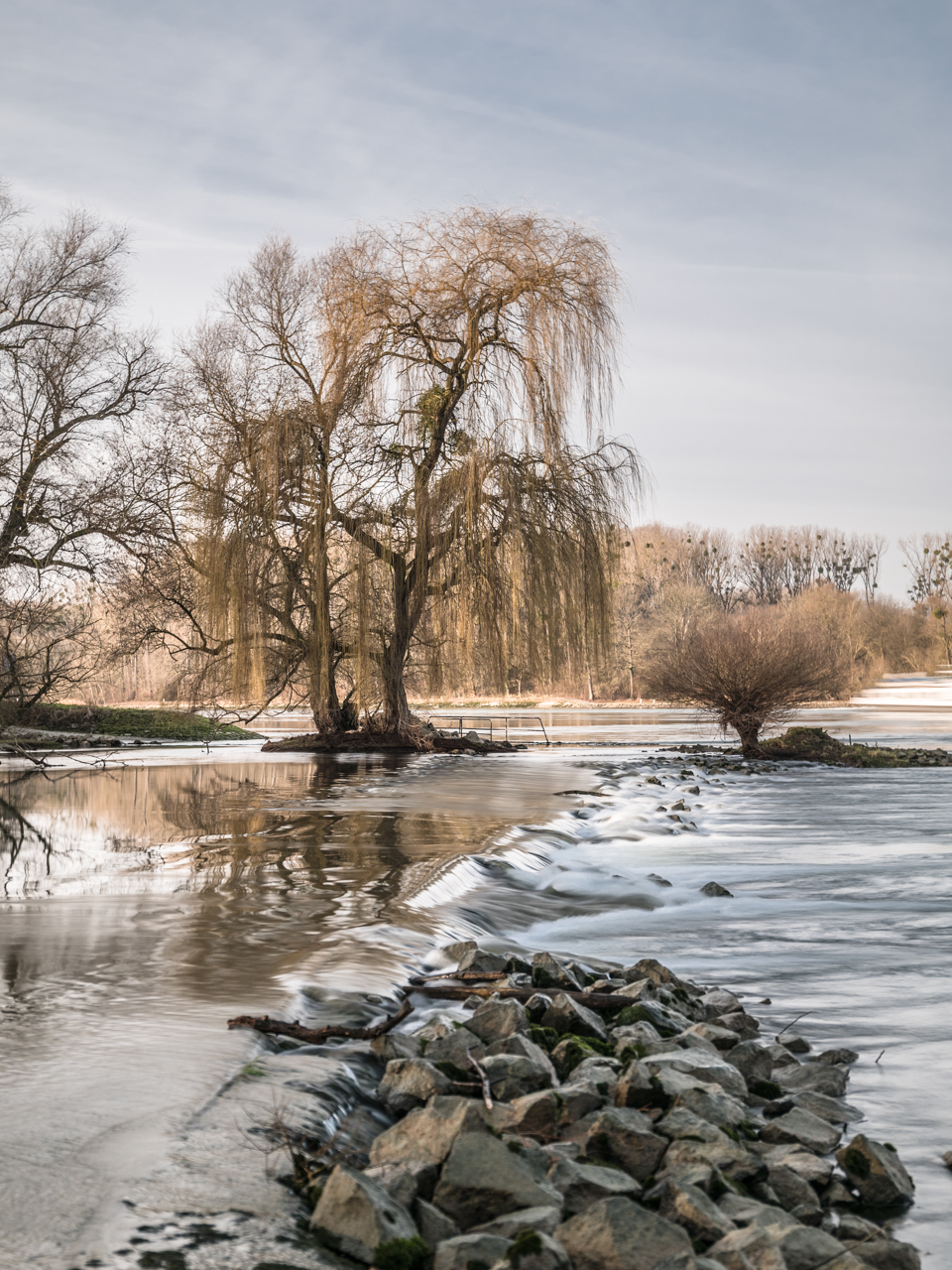 Trauerweiden am Rhein.jpg