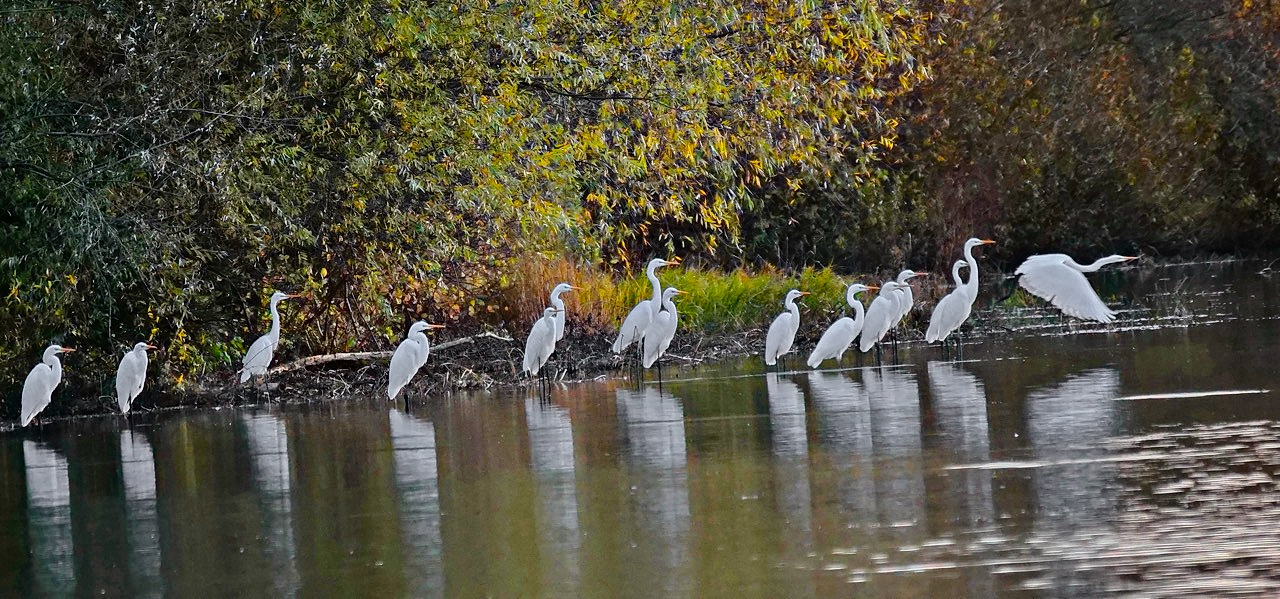 Treffen der Silberreiher