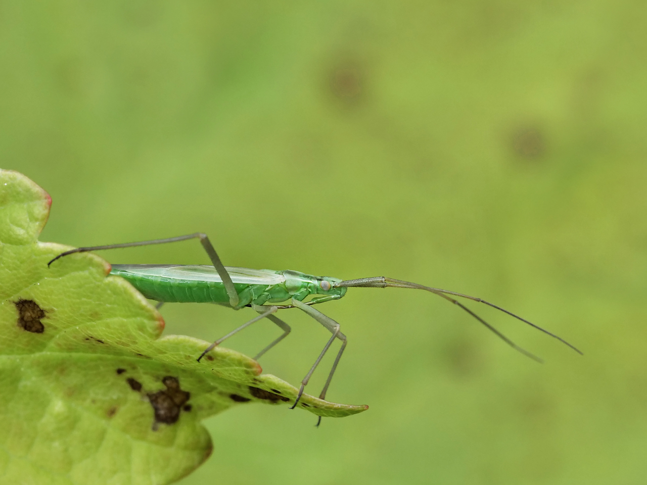 trigonotylus stendoma