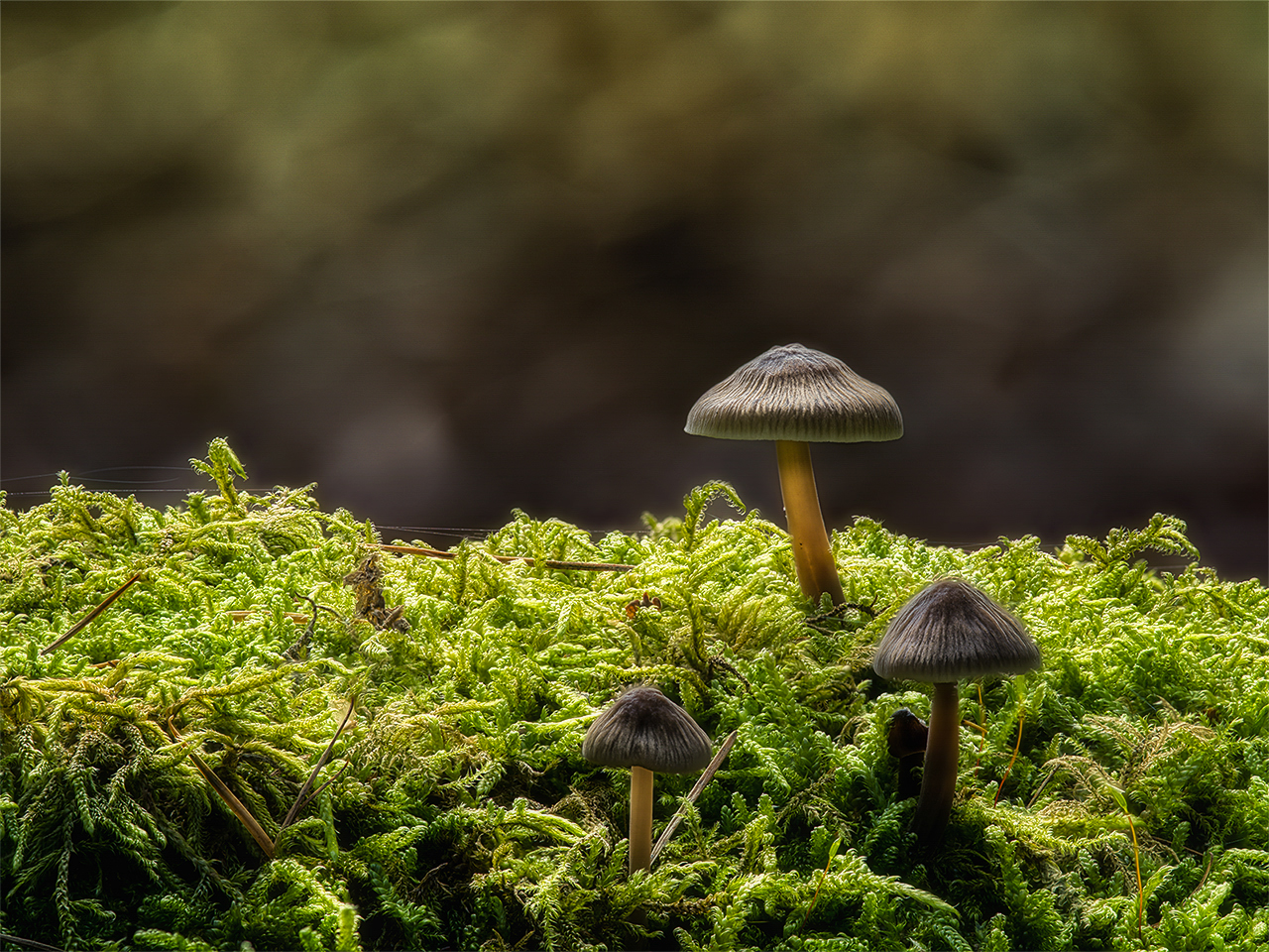 Trio mit drei Hüten