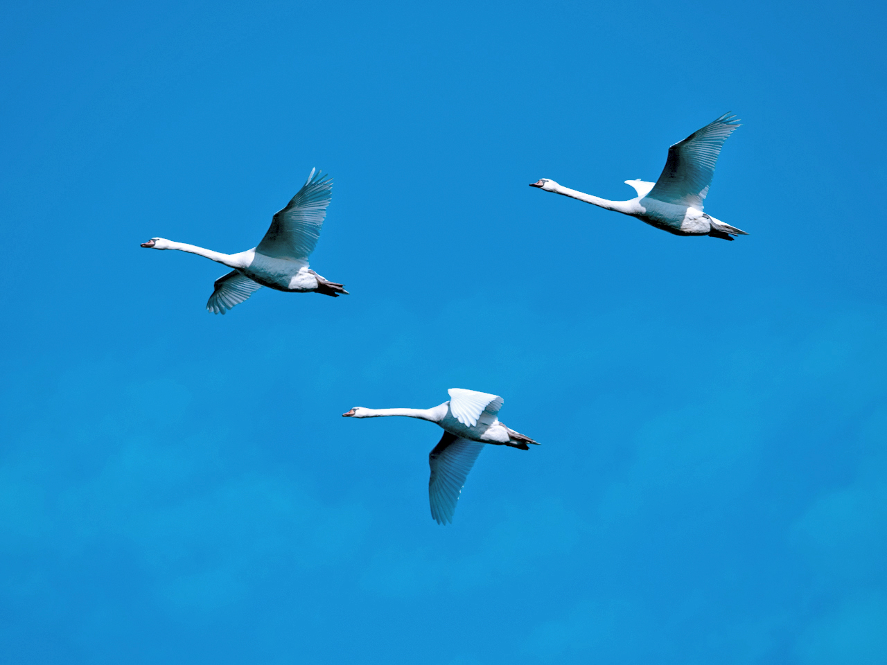 Trio
