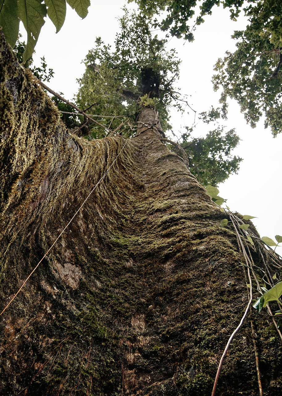 Tropenbaum II