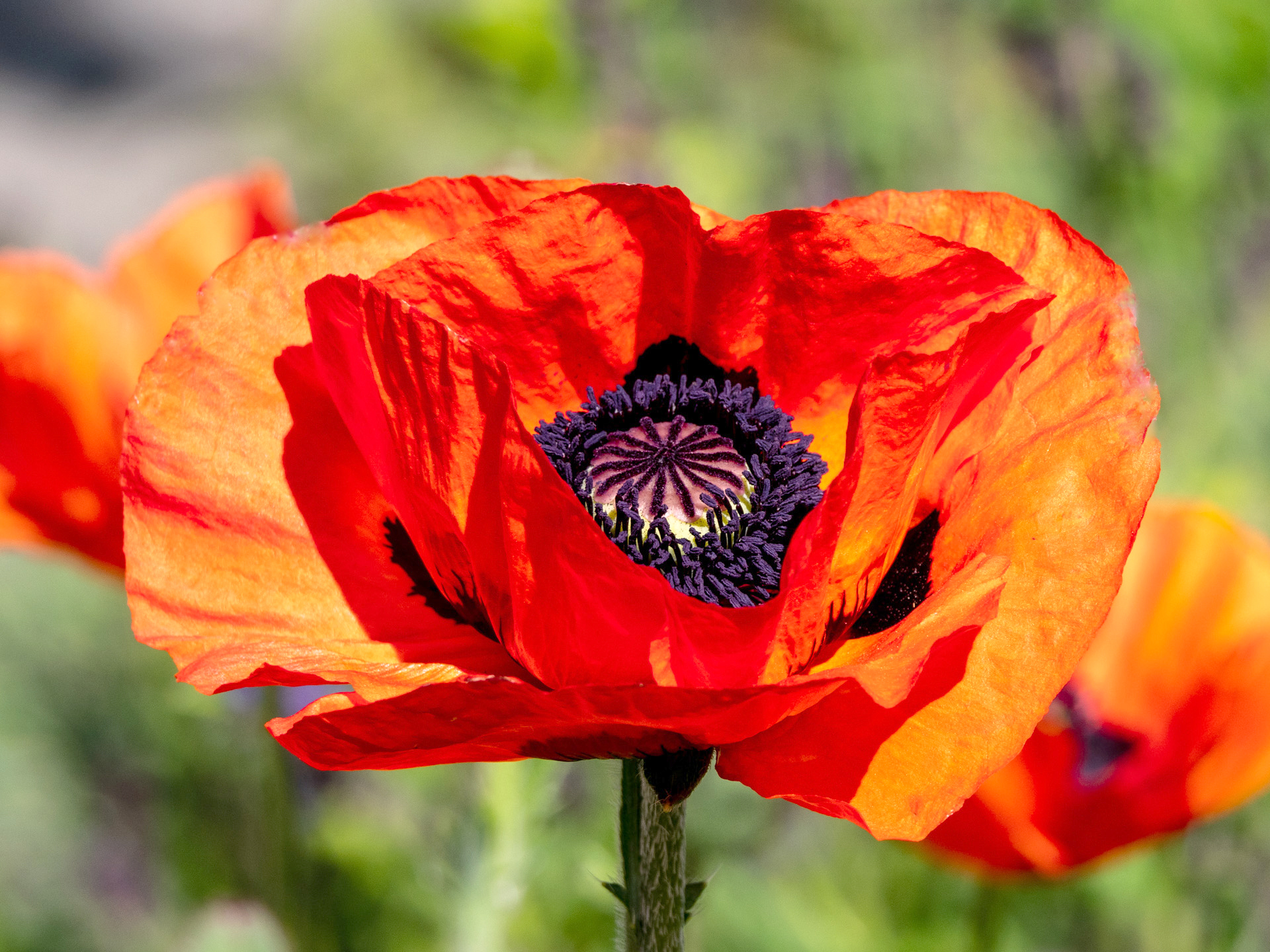 Türkischer Mohn