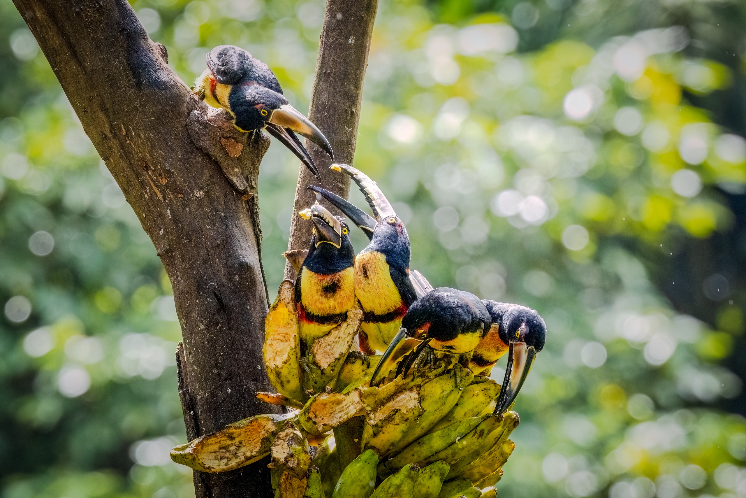Tukane lieben Bananen...