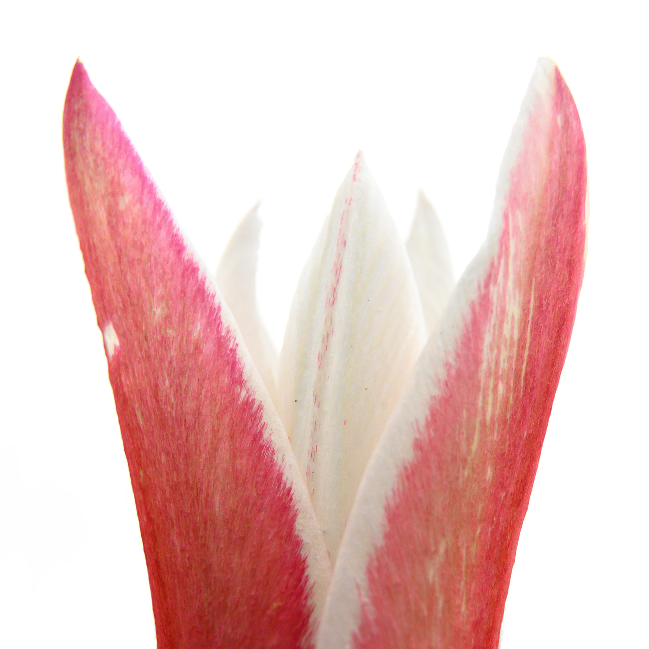 Tulipan²